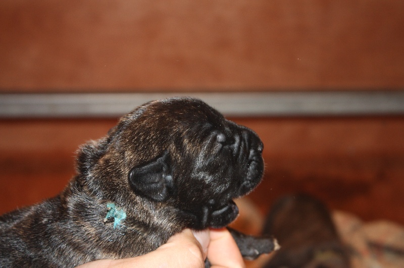 Des terres du sud sauvage - Dogo Canario - Portée née le 07/11/2012